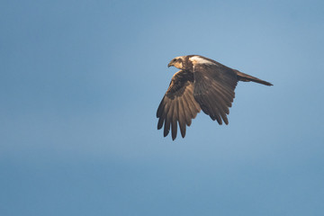 Female swamp harrier flying in front of a blue sky