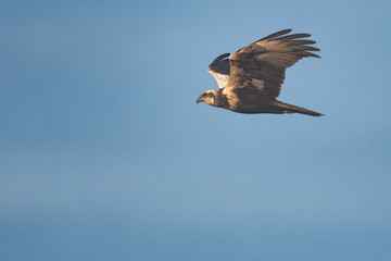 Female swamp harrier flying in front of a blue sky