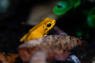 Golden poison frog in their natural habitat