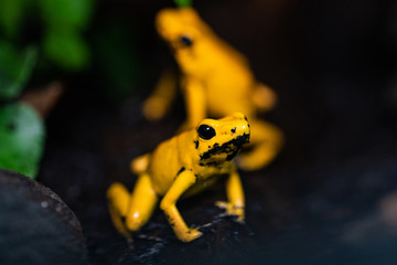Golden poison frog in their natural habitat