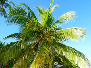 Top of a palm tree
