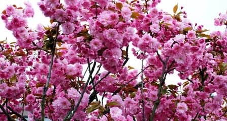 Mandelblütenbaum im Frühling