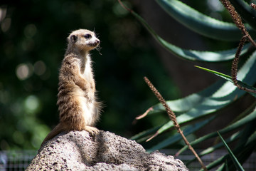 Perched Meerkat