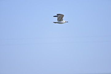 A beautiful bird in wetlands
