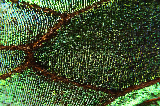 green butterfly wing texture
