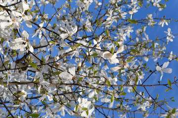 springtime blossom on blue sky