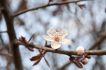 Blossom tree over nature background. Spring flowers. Spring Background