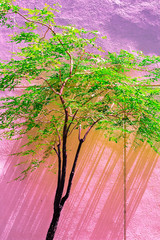 Vintage green tree isolate pastel color to Creative pattern and texture design with  background...