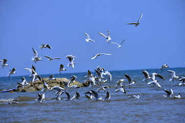 Seagulls fly in free