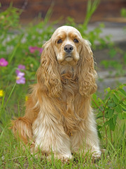 American Cocker Spaniel sitting in grass by pink flowers.
