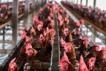 Chicken farm.