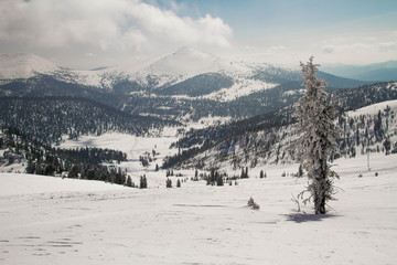 Ely on the background of an excellent mountain landscape.