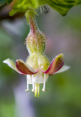 Gooseberry blossom in spring