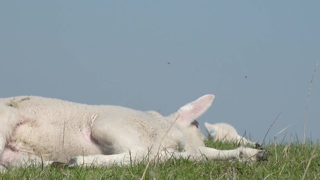 white lambs lying on pasture