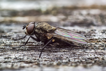 first little fly in spring season