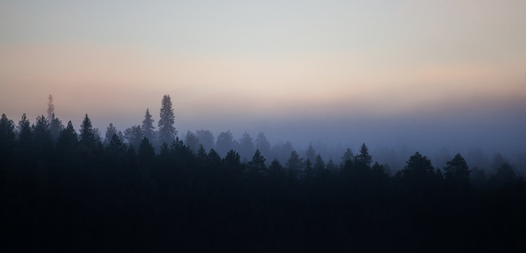 Taiga forest in the morning mist