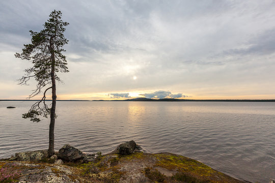 Lone pine tree on the northern rocky shore
