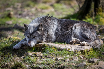 Fototapeta premium Black Wolf Animal