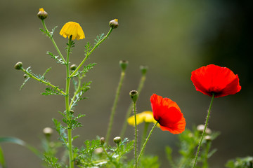 Blooming poppy flower