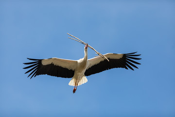 Fototapeta na wymiar Stork Bird