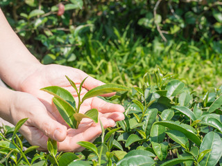 Hands protect holding green tea leaf at tea plantation.