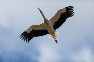 Fototapeta na wymiar Stork Bird