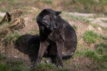 Black Wolf Animal