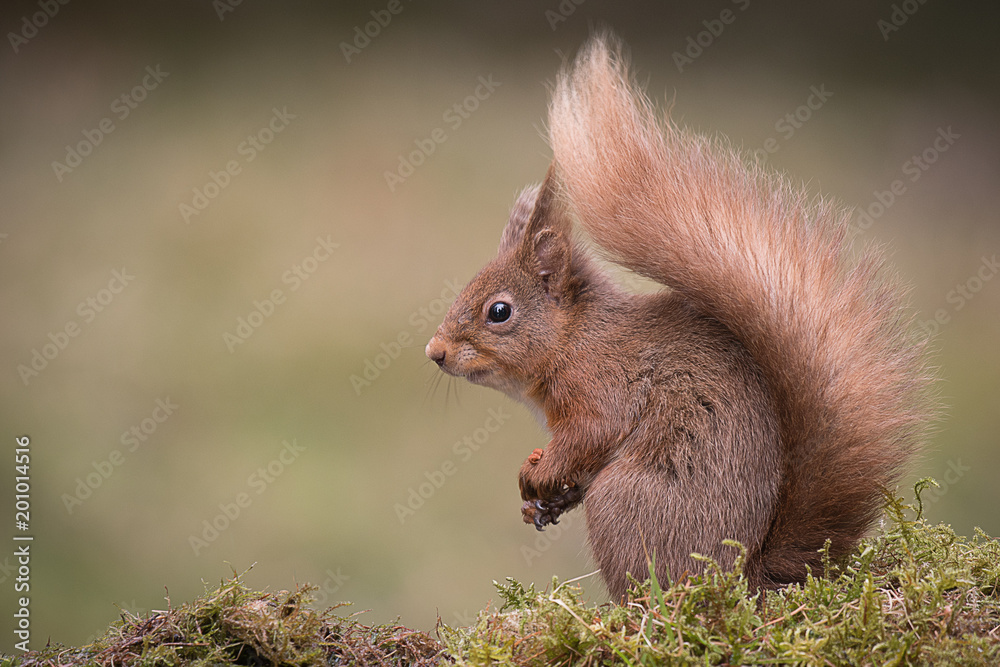 Poster a red squirrel profile portrait in a typical pose sitting with bushy tail showing and paws together