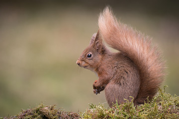 A red squirrel profile portrait in a typical pose sitting with bushy tail showing and paws together