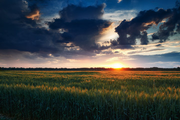 beautiful sunset in green wheat field, summer landscape, bright colorful sky and clouds as background