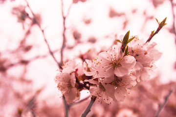 Obraz premium Apricot blooms. Candid.