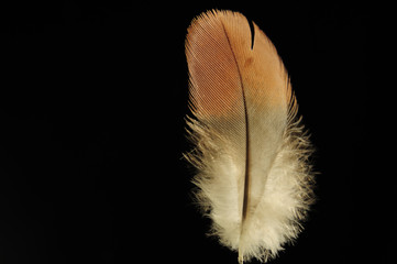 Single stand bird feather in black background. Horizontal color image.