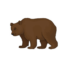 Brown bear wild forest animal vector Illustration on a white background