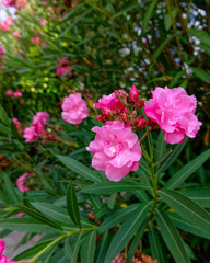 dark pink oleander flowers in the garden, sun beams bokeh