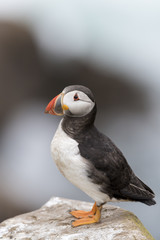 Atlantic Puffin (Fratercula arctica) adult, standing on rock of coastal cliff, Great Saltee, Saltee...