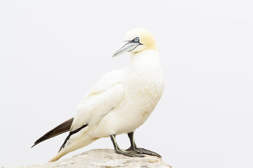 Northern Gannet (Morus bassanus) standing on rock of coastal cliff, Great Saltee, Saltee Islands, Ireland.