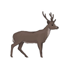 Elk wild northern forest animal vector Illustration on a white background