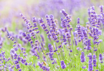 Lavender flower blooming scented field. Bright natural background with sunny reflection. 