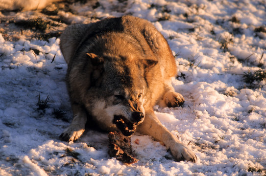 Loup, Canis lupus