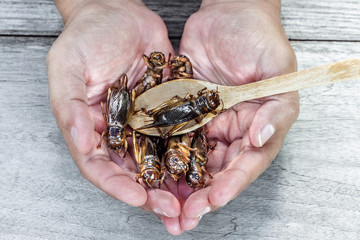 Insects and wooden spoon in male hand. The concept of protein food sources from insects.
