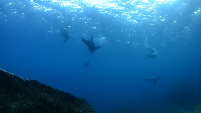Californian sea lion (Zalophus californianus) swimming and playing in the reefs of los islotes in Espiritu Santo island at La paz,. Baja California Sur,Mexico.