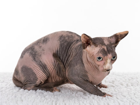 Canadian Sphinx