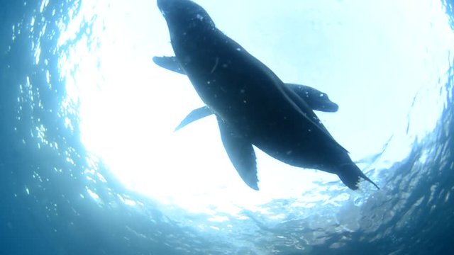 Californian sea lion (Zalophus californianus) swimming and playing in the reefs of los islotes in Espiritu Santo island at La paz,. Baja California Sur,Mexico.