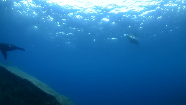 Californian sea lion (Zalophus californianus) swimming and playing in the reefs of los islotes in Espiritu Santo island at La paz,. Baja California Sur,Mexico.