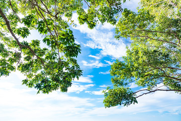 Green birch leaves shining in the sun on blue sky background.
