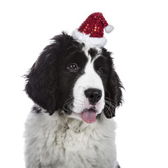 Head shot of black and white Landseer puppy dog wearing cute little Christmas hat while looking down and sticking tongue out