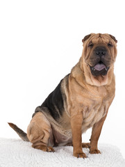 Shar Pei