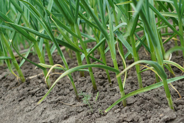 green leaves of garlic. Organic food.