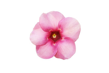 Fototapeta na wymiar Colorful pink flower blooming ,Purple Allamanda ,Allamanda blanchetii isolated on white background