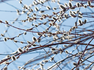 branches of willow tree